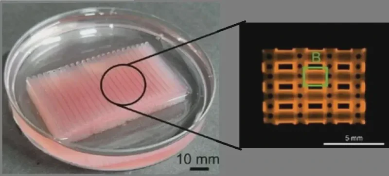 3D printed scaffolding to transform blobs of cell based meat into textured steaks. Credit: Dayi Jeong et. al.