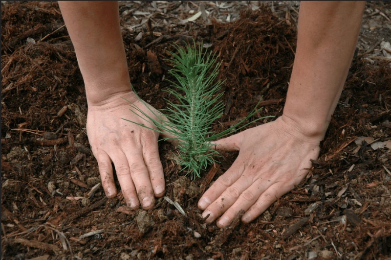 Credit: Pacific Southwest Forest Service, USDA via CC0-1.0