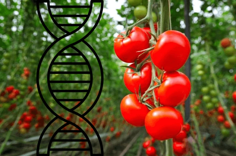 Credit: Human Progress