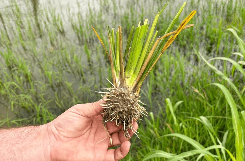 Researchers arrived at a site near Pavia, Italy, on 21 June to find their crops uprooted and mown down.Credit: Vittoria Francesca Brambilla/Science