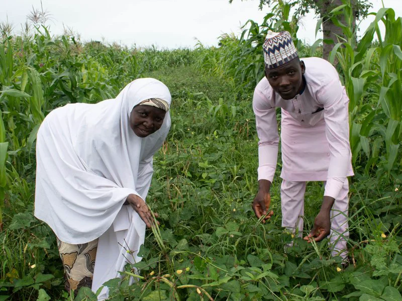 Nigerian farmers like are already enjoying healthy GM cowpea plants. Credit: Joseph Gakpo