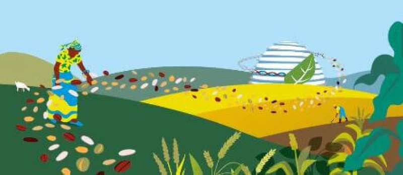 Several countries are using biotechnology to develop drought and disease resistant crops, but there are major obstacles getting them to market. Credit: FAO