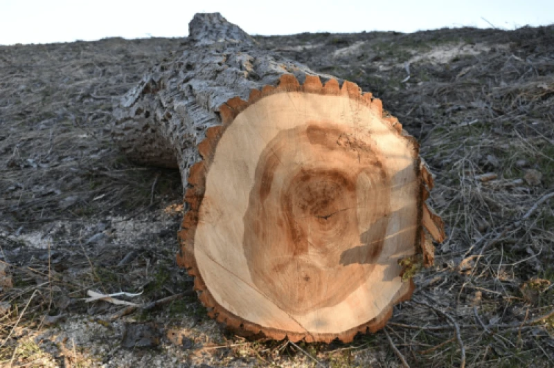 Credit: Bärbel Miemietz via CC-BY-SA-4.0