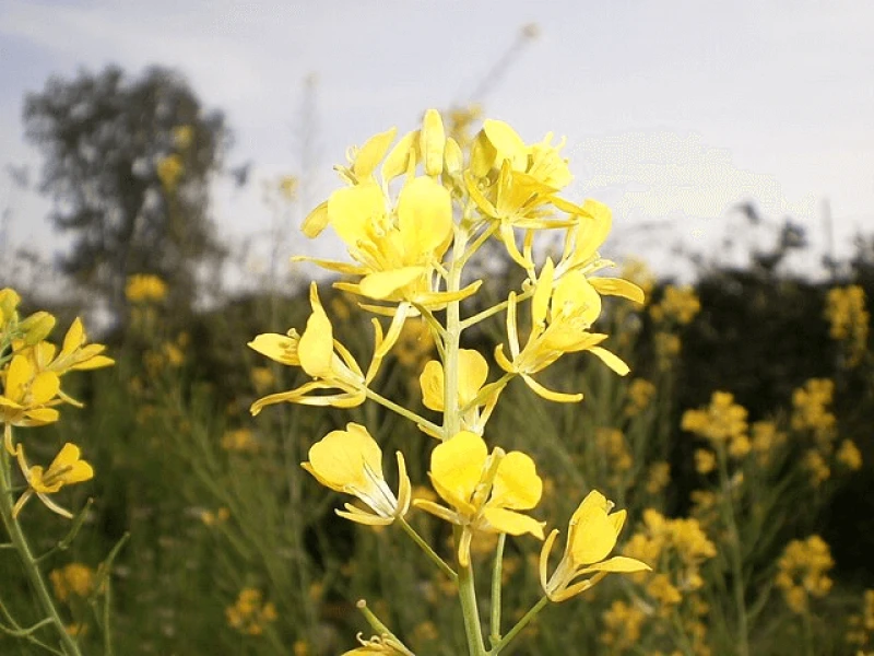 Credit: Indian poet via CC-BY-SA-3.0