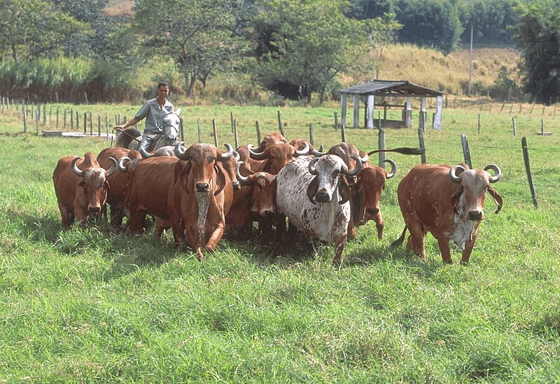 A herd of Gir being studied in Brazil. The cloend cattle were not created using techniques like CRISPR or genetic modification. Credit: USDA and ARS