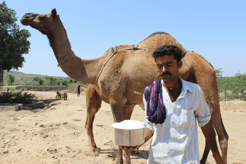 fresh camel milk in kutch region of gujarat image by sahjeevanjpg scaled
