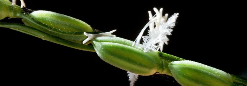 GMOs could significantly improve rice crops to endure climate change. Credit: IRRI