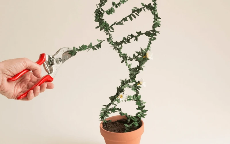 Credit: Getty Images