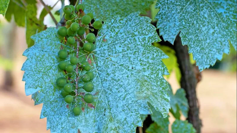 Application of copper to grape leaves. Credit: Stella Photography via Alamy