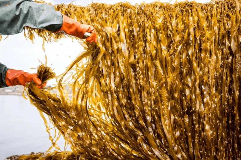 Credit: Jonathan Laurence