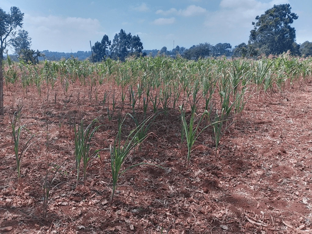 wilting maize crops in a farm in limuru central kenya x