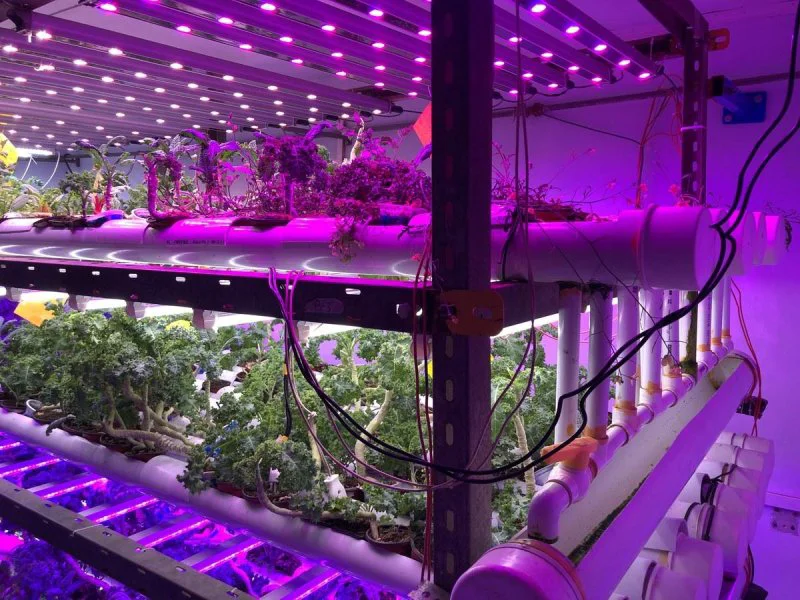 Pakistan's first vertical farm in Karachi
