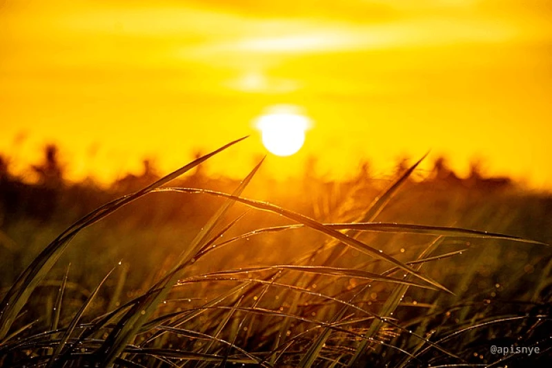 Credit: Apisnye via CC-BY-SA-4.0