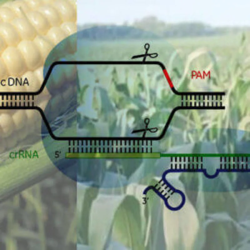 CRISPR-1000×400-e1513650717476-300×300 CRISPR-1000x400-e1513650717476-300x300