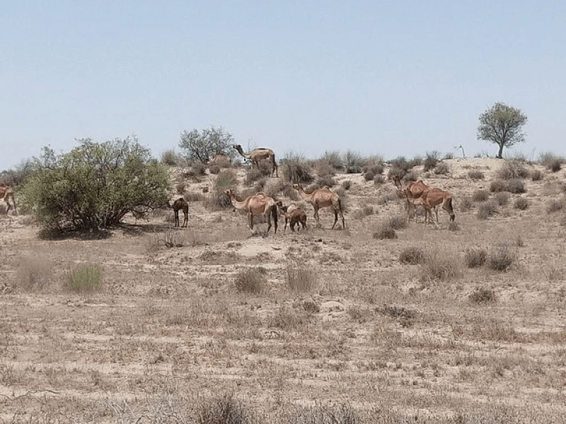 Credit: Mueen78 via CC-BY-SA-4.0