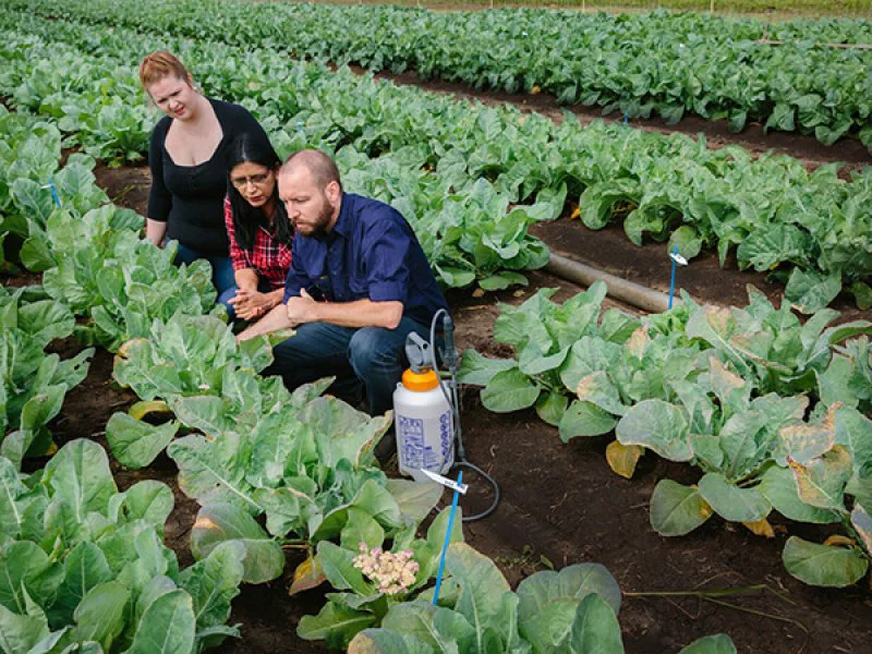 Professor Neena Mitter and QAAFI researchers test BioClay spray on cabbages. Credit: University of Queensland