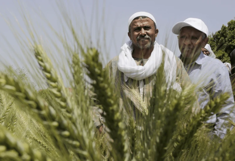 Credit: Amr Nabil/AP