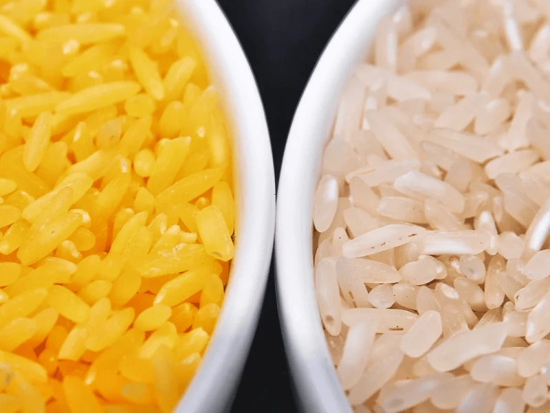 goldricecompare-334cbb68348c1890440303003910d8b0f73ae0dd Genetically modified to be enriched with beta-carotene, golden rice grains (left) are a deep yellow. At right, white rice grains. Credit: Isagani Serrano/International Rice Research Institute/ NPR