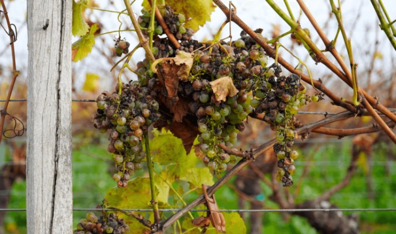 Viewpoint: CRISPR roadblocks? The ethical issues that could slow the global embrace of gene editing