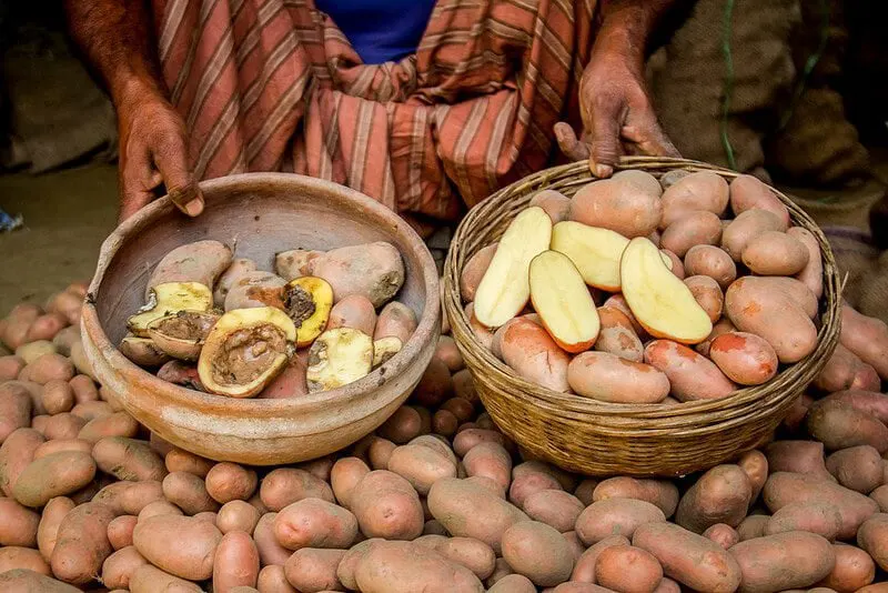 Reducing fungicide use and protecting yields, this Bt potato holds huge promise for the world. Credit: Cornell Alliance for Science