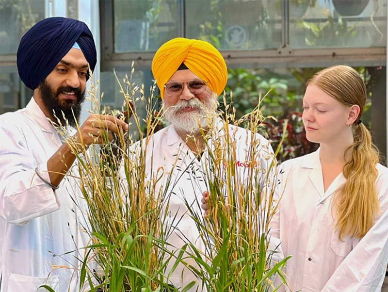 McGill-University-oat-breeders-screencap McGill-University-oat-breeders-screencap