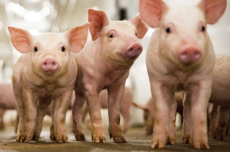 _20240220_on_crispr_pig _20240220_on_crispr_pig