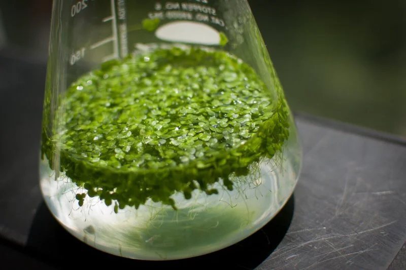 Duckweed root growth in beaker. Credit: RDSC
