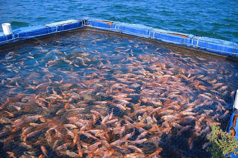 Credit: Pabliotecario via CC-BY-SA-4.0