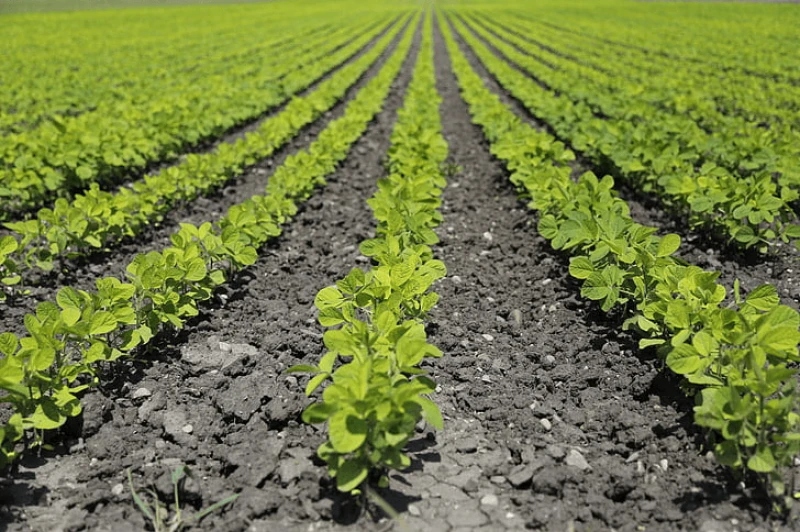 agriculture field food farm preview