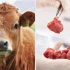 vegnews labgrownmeatcow