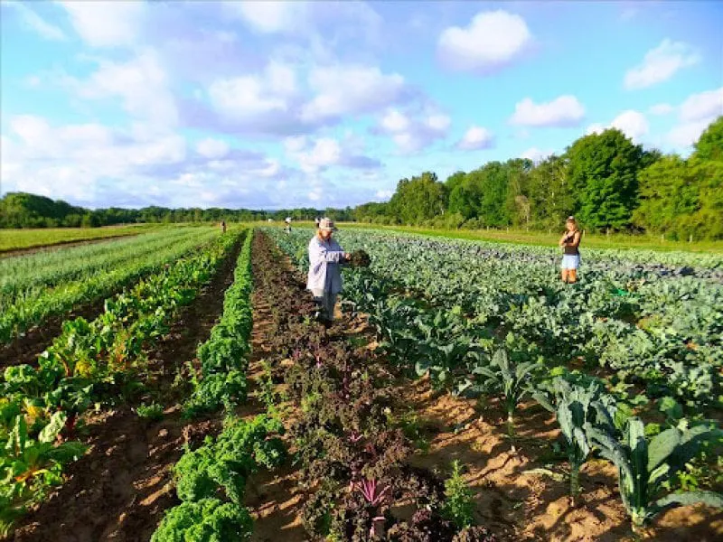Credit: Providence Organic Farm