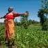 maize farmers dayjpg