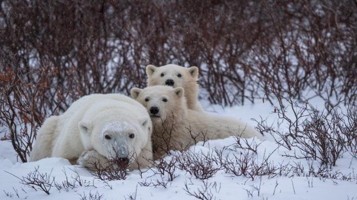 Polar bear dens are notoriously difficult to study, but researchers have created three statistical models to help