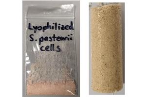 On-Demand Biocement Production Using Freeze-Dried Bacteria