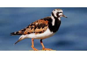 New Study Uncovers 180-Fold Increase of ‘Forever Chemicals’ in Avian Species