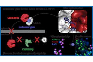 Mount Sinai Scientists Discover Molecular Glues That Safeguard Insulin-Generating Cells from Diabetes-Associated Damage