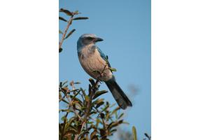 Study from MSU Highlights Mixed Outcomes of Bird Conservation Efforts