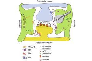 Unlocking New Perspectives on Drug Addiction: The Impact of Astrocytic G Protein-Coupled Receptors