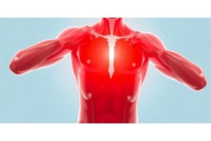 New Insights into Muscular Dystrophy Treatment Unveiled by Scientists