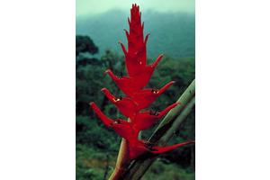 Almost 50% of Renowned Tropical Plant Group Linked to Birds-of-Paradise and Bananas Faces Extinction Risk