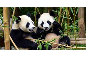 Why Are Pandas Primarily Herbivorous? Research Links Bamboo Molecules to Their Plant-Based Diet