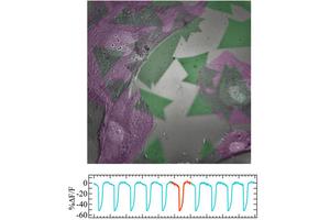 Atom-Thin Semiconductors Harness Quantum Properties to Revolutionize Cellular Electrical Signal Detection