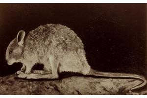 Small Clue Could Lead to Rediscovery of the Elusive Desert Rat-Kangaroo