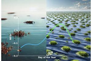 Exploring the Possibility of Floating Vegetation on Ocean Worlds