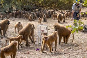 Guinea Baboons Exhibit Strategic Mate Selection: Insights into Their Reproductive Behavior