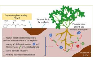 Exploring the Role of Phytosiderophores in Mediating Plant-Microbe Interactions in the Rhizosphere