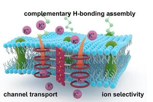 Collaborative Advances in Building Transmembrane Ion Pathways with Janus-Type Supramolecules