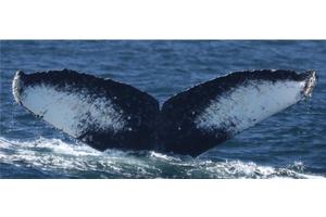 Listening to Whale Songs Unveils New Insights into Whale Ecology
