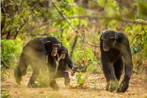 Insights from Bonobos and Chimpanzees Shed Light on the Social Sexual Behaviors of Our Early Ancestors