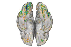 Carnegie Mellon University Researchers Develop Framework to Uncover Brain Mechanisms Behind Food Selectivity
